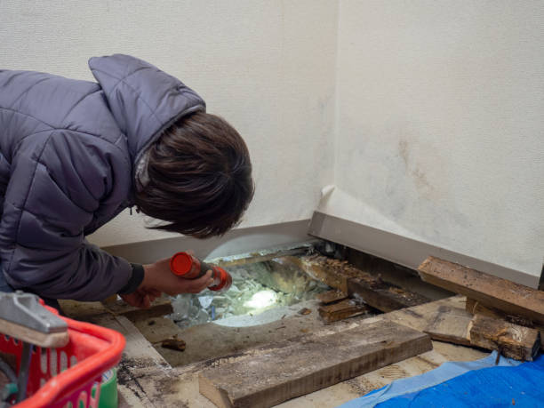 Best Mold Remediation for Vacation Homes  in Shelbyvle, IL