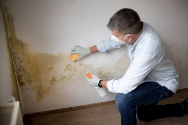 Best Dehumidification Services  in Shelbyvle, IL