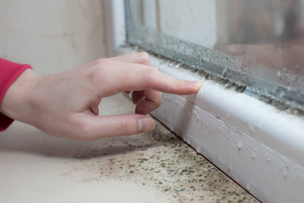  Shelbyvle, IL Mold Removal Pros